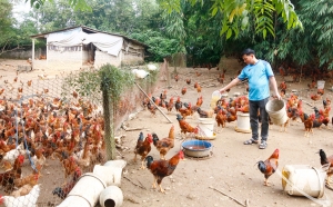 Applying science and technology in livestock farming