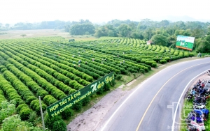 Lush green tea hills captivating tourists