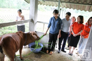 Nui Phao Mining Supports Ethnic Minority Households with Livestock Donations