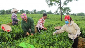 Agricultural production value reaches 126 million VND per hectare