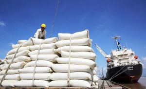 Prices of Vietnam’s exported rice highest globally