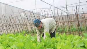 Planning two high-tech vegetable growing zones