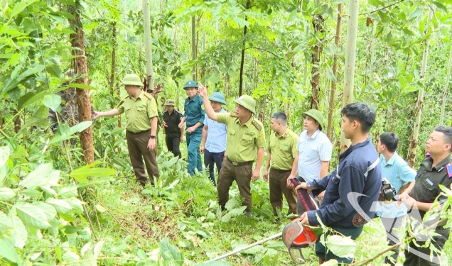 Promoting forest protection and development in Sang Moc commune