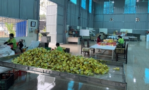 Export goods becomes economic bright spot